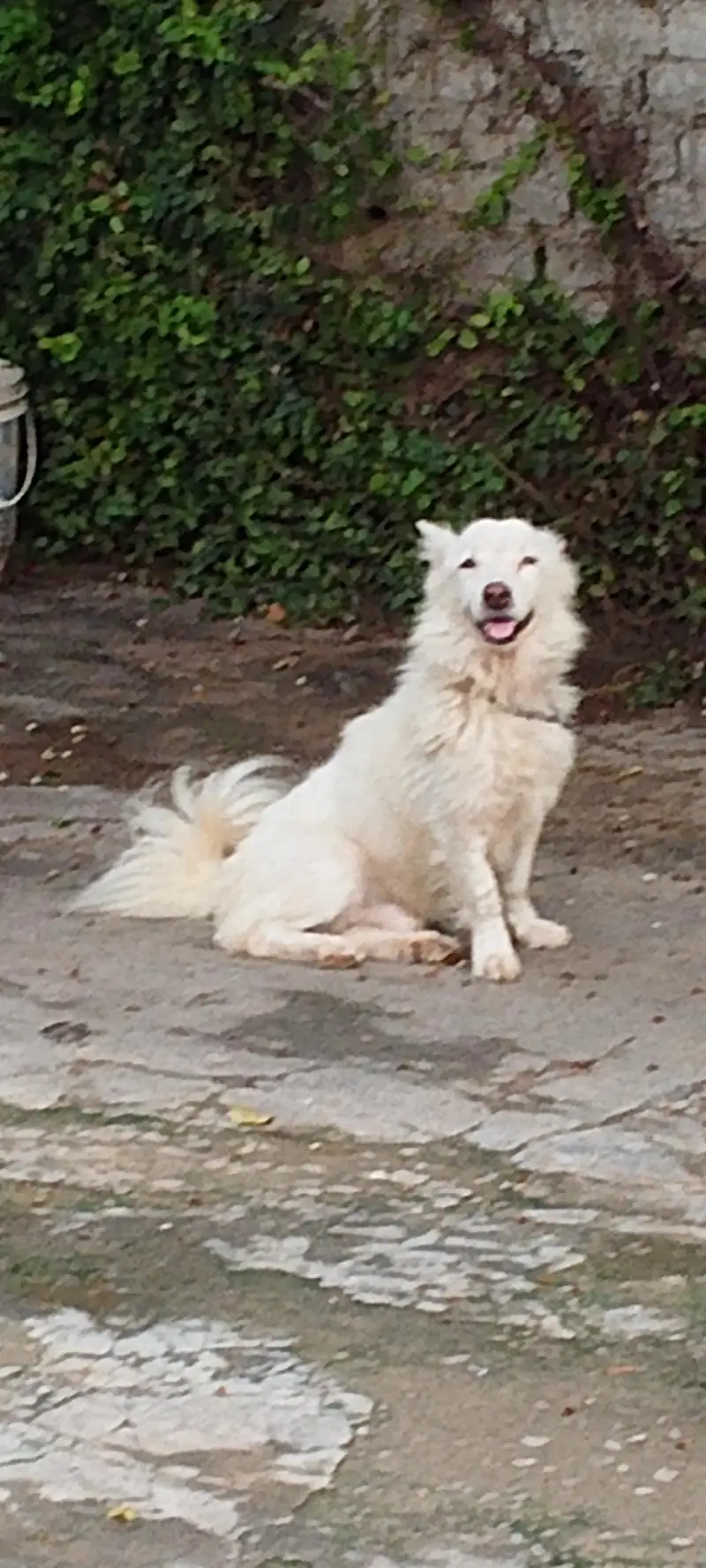 Russian dog | Russian Male |Russian breeder male | Russian vaccinated — photo 3
