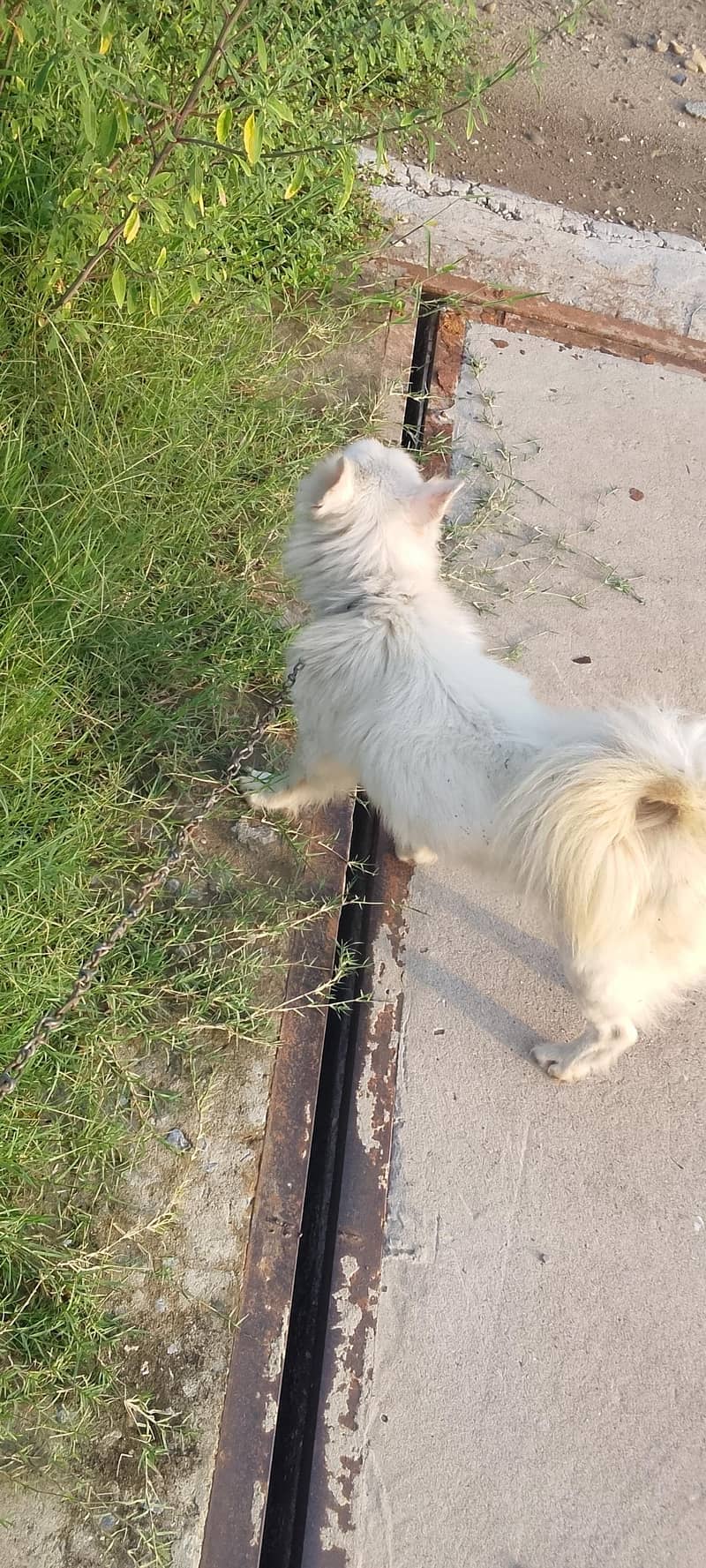 Russian dog | Russian Male |Russian breeder male | Russian vaccinated 3