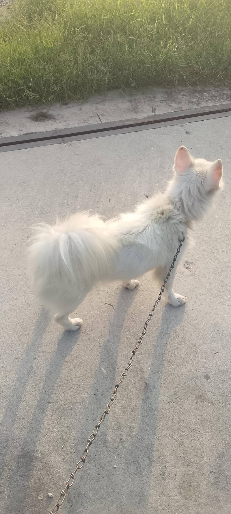 Russian dog | Russian Male |Russian breeder male | Russian vaccinated 4