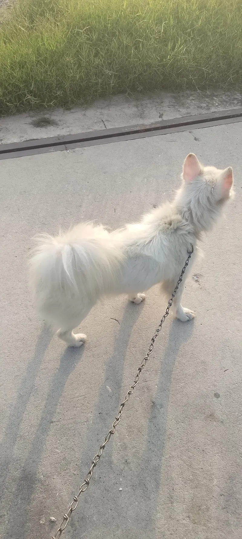 Russian dog | Russian Male |Russian breeder male | Russian vaccinated — photo 5