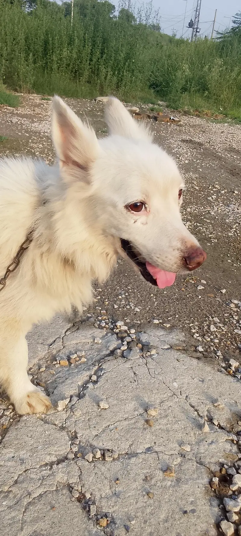 Russian dog | Russian Male |Russian breeder male | Russian vaccinated — photo 6