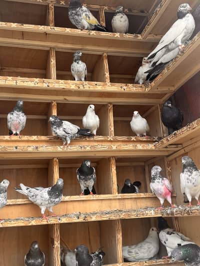 Mix 50 Pigeons for sale.