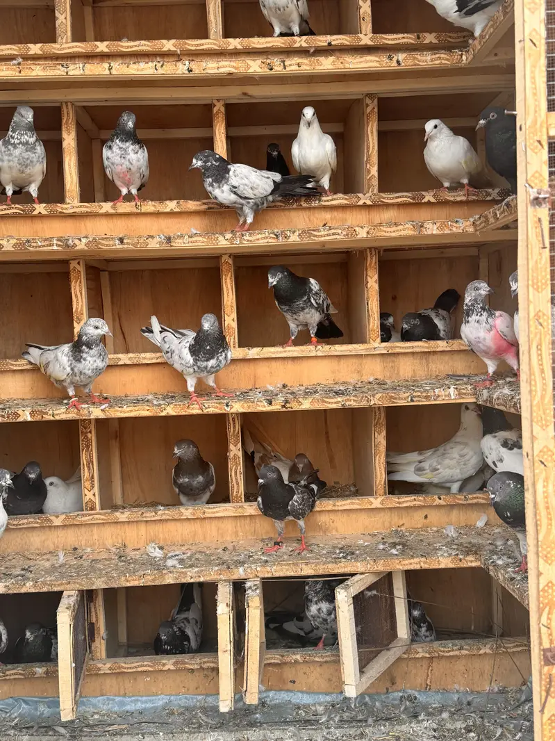 Mix 50 Pigeons for sale. — photo 2