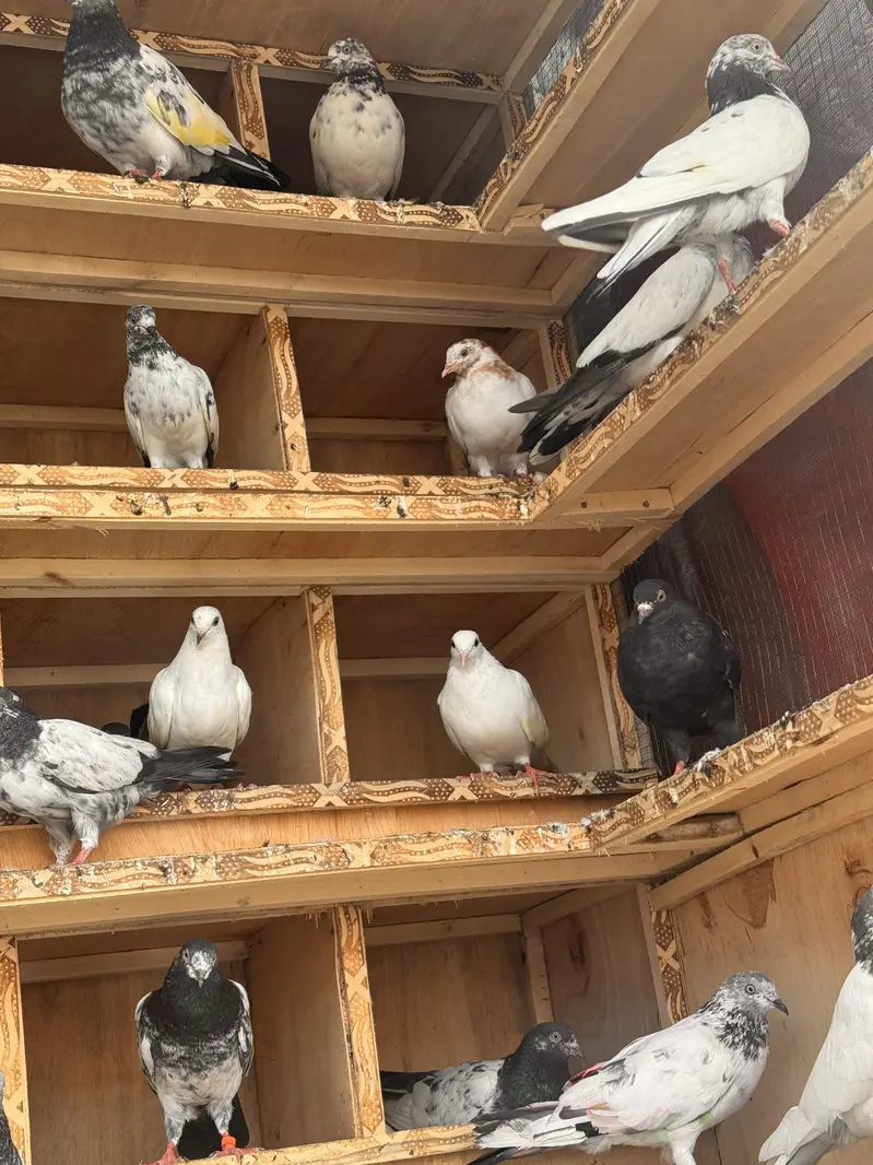 Mix 50 Pigeons for sale. — photo 3