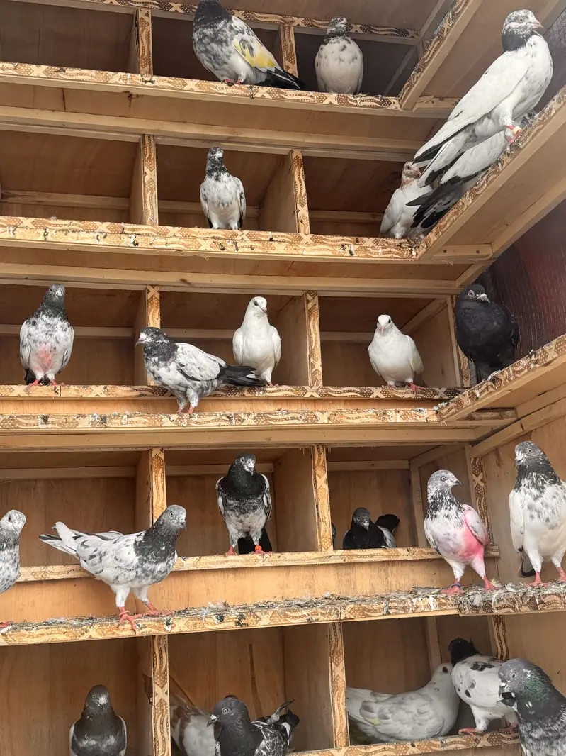 Mix 50 Pigeons for sale. — photo 4