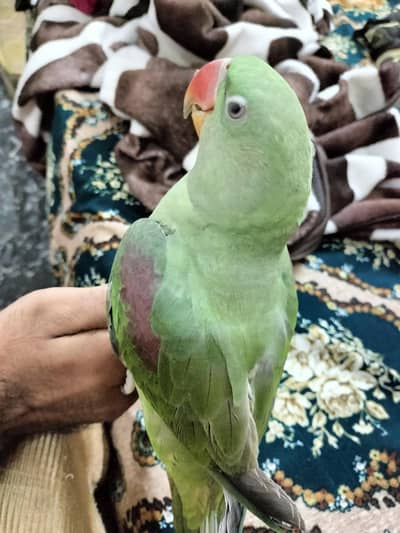 Raw parrots for Sale