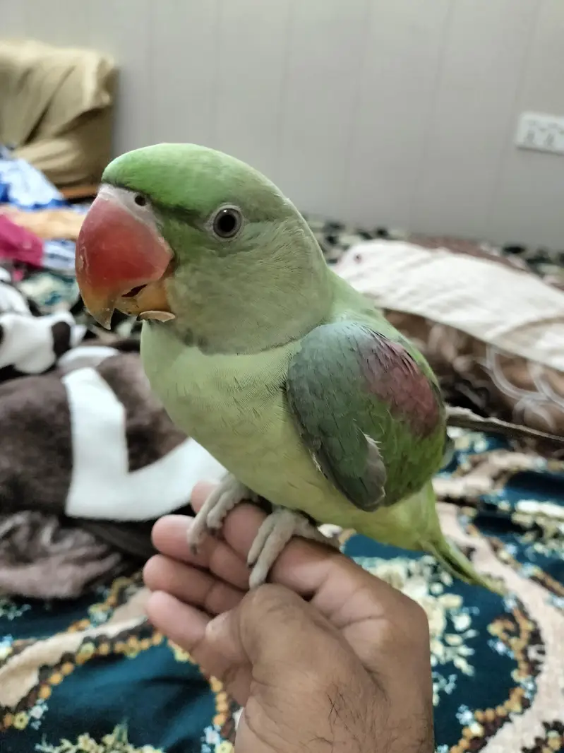 Raw parrots for Sale — photo 2