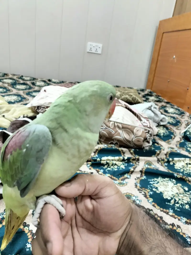 Raw parrots for Sale — photo 3