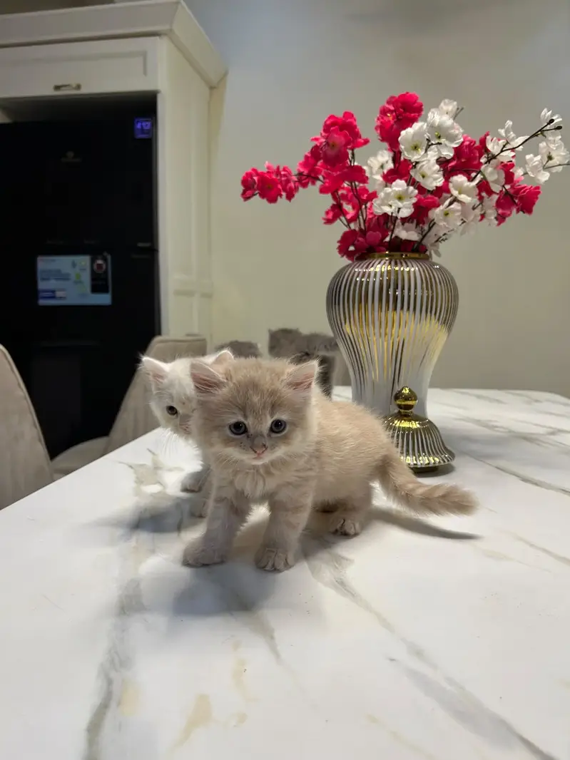 persian kittens | punch face | double coated | kittens | fluffy kitten — photo 5