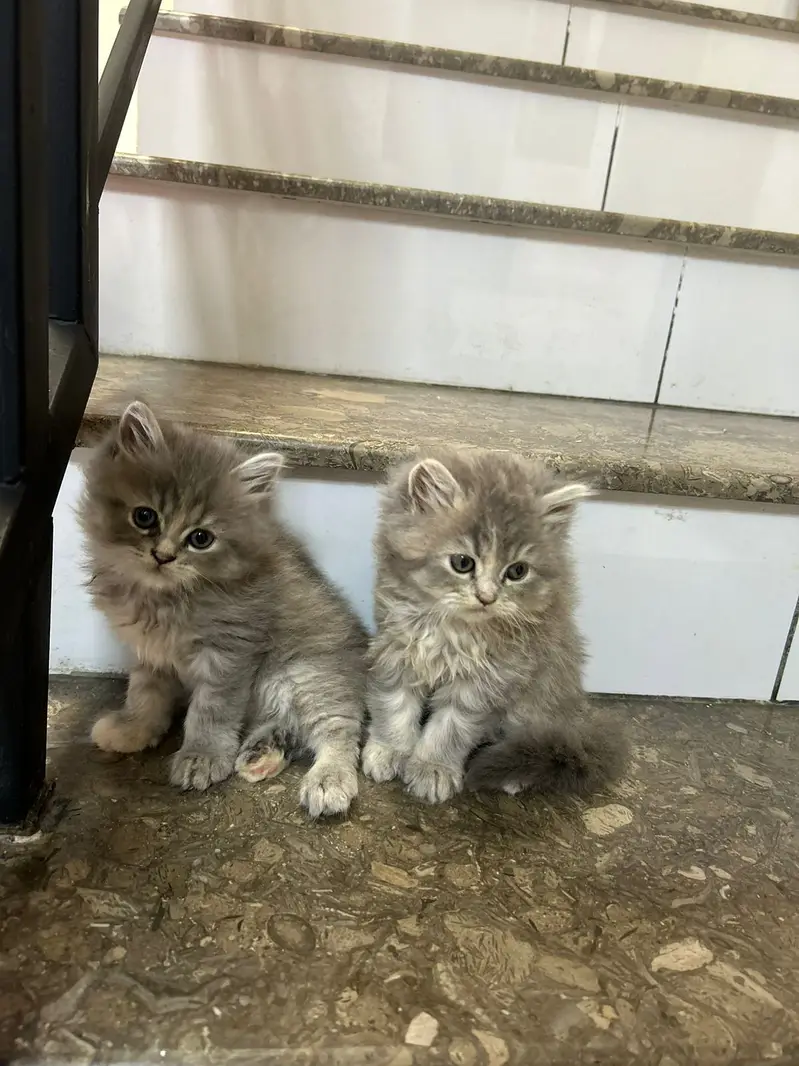 persian kittens | punch face | double coated | kittens | fluffy kitten — photo 6