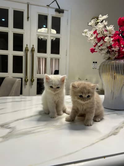 persian kittens | punch face | double coated | kittens | fluffy kitten