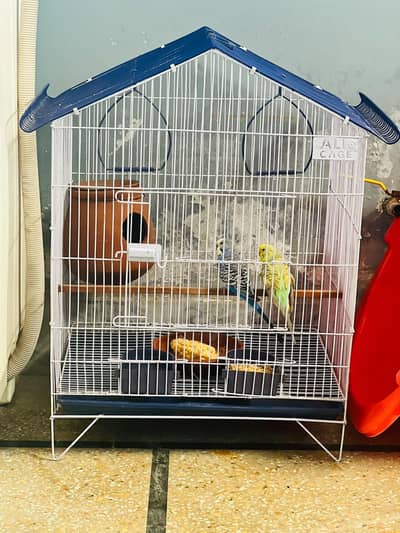 Budgies Pair | With Cage | Breeder Healthy Active | Australian Parrots