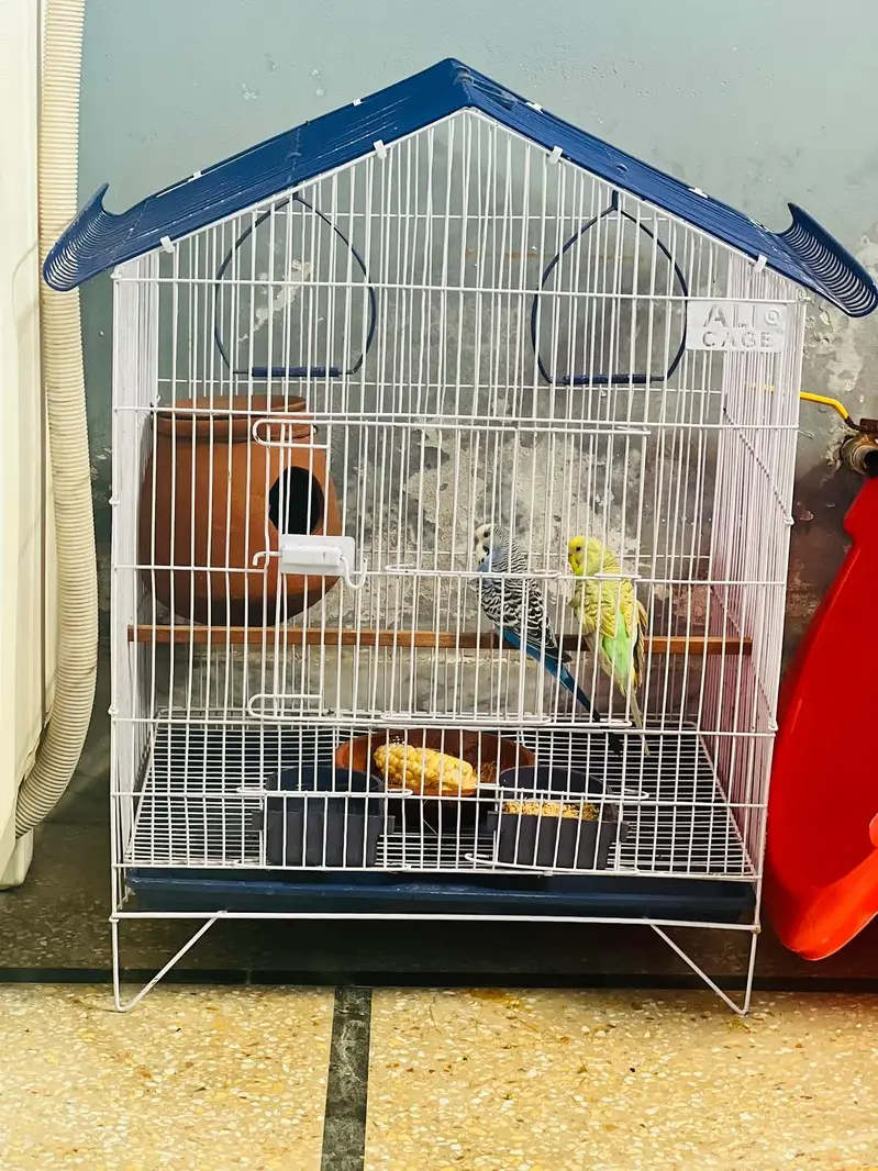 Budgies Pair | With Cage | Breeder Healthy Active | Australian Parrots — photo 2