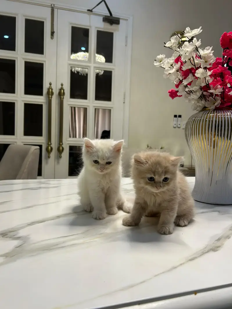 persian kittens | punch face | double coated | kittens | fluffy kitten — photo 9
