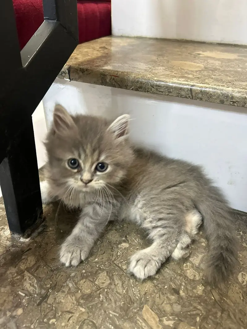 persian kittens | punch face | double coated | kittens | fluffy kitten — photo 8