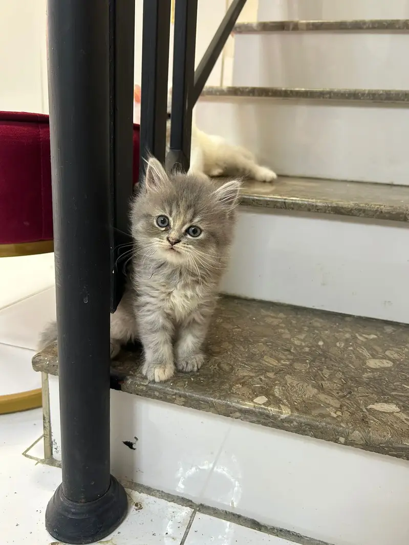 persian kittens | punch face | double coated | kittens | fluffy kitten — photo 4