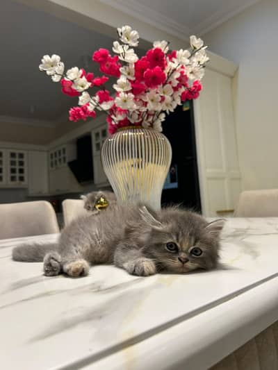 persian kittens | punch face | double coated | kittens | fluffy kitten