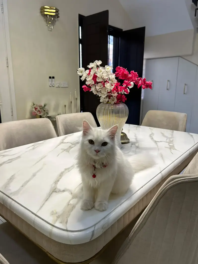 persian kittens | punch face | double coated | kittens | fluffy kitten — photo 7