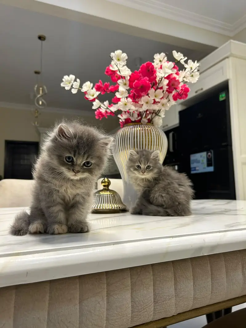 persian kittens | punch face | double coated | kittens | fluffy kitten — photo 6