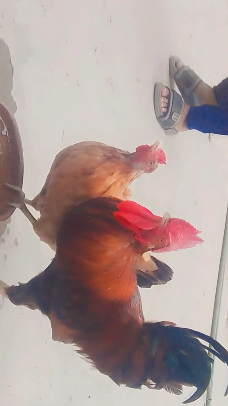 Desi hens — photo 7