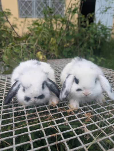 Holland lop bunys top breed
