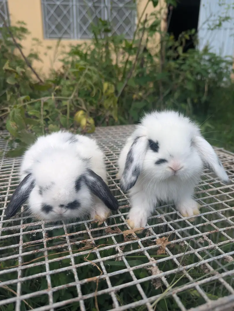 Holland lop bunys top breed — photo 2