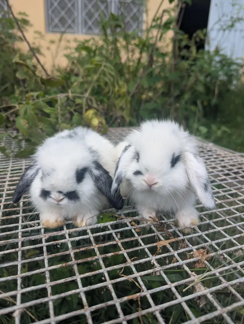 Holland lop bunys top breed — photo 3