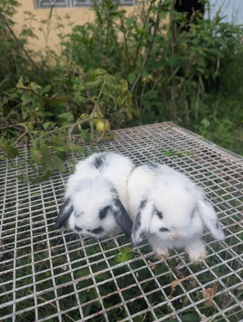 Holland lop bunys top breed — photo 4