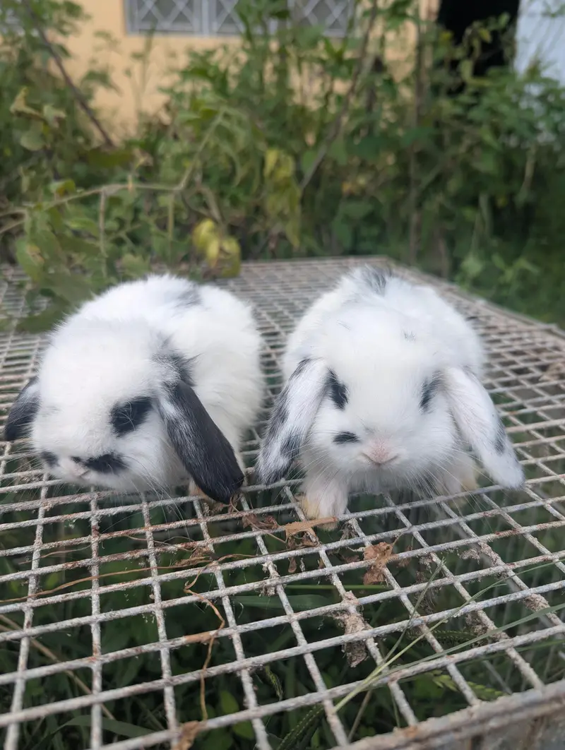 Holland lop bunys top breed — photo 5