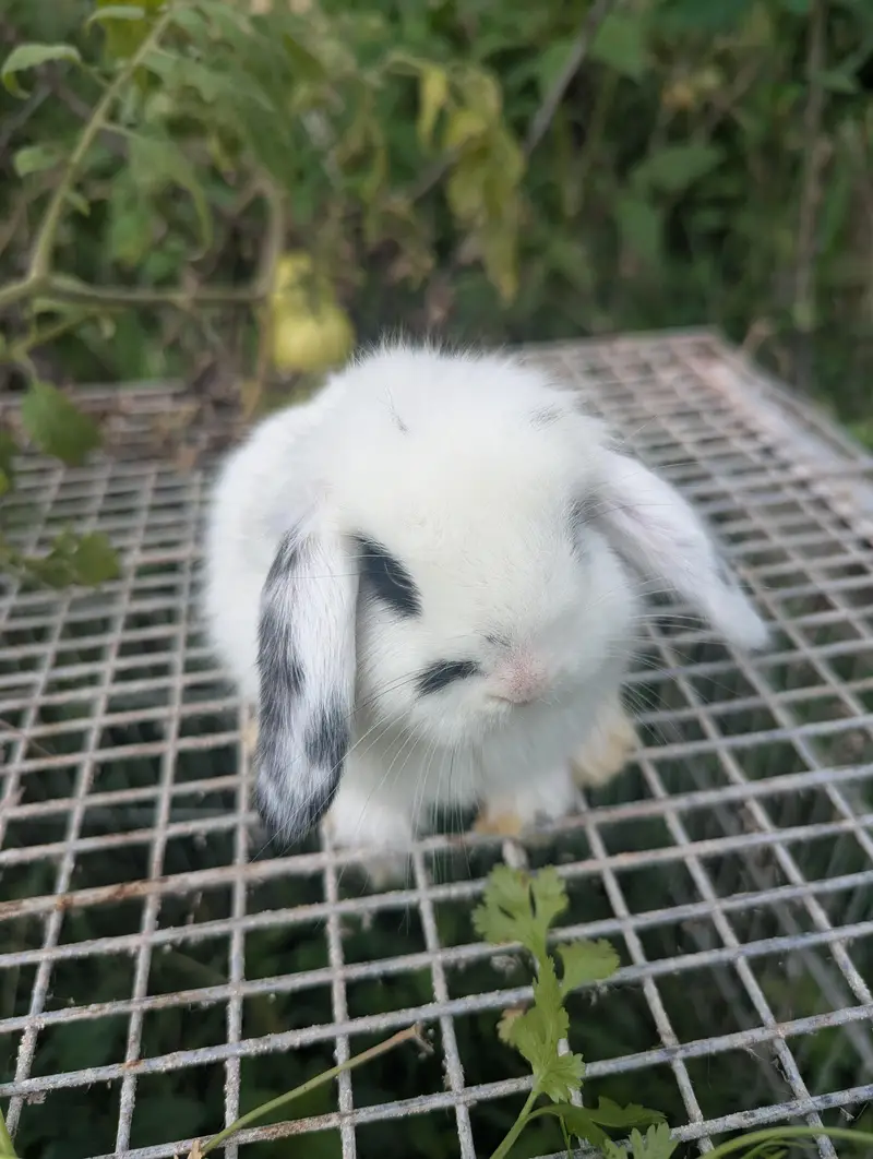 Holland lop bunys top breed — photo 6