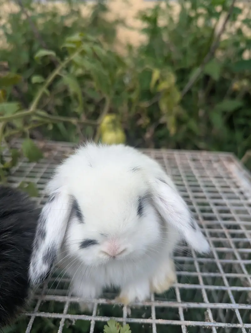 Holland lop bunys top breed — photo 7