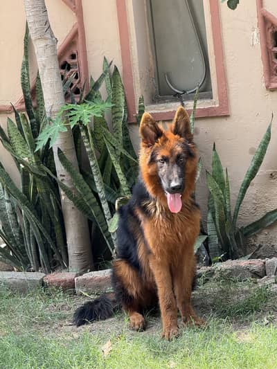 german shepherd