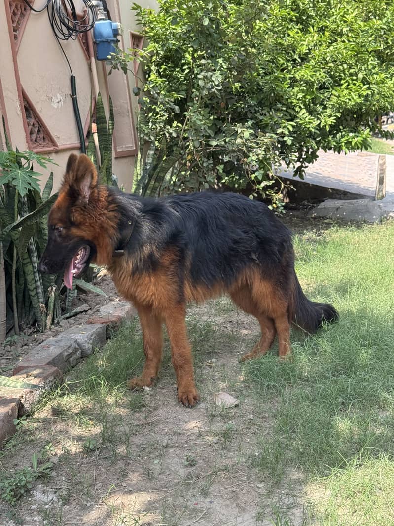 german shepherd 1