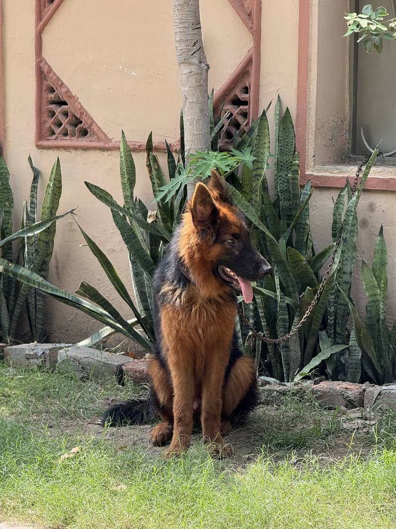 german shepherd 3