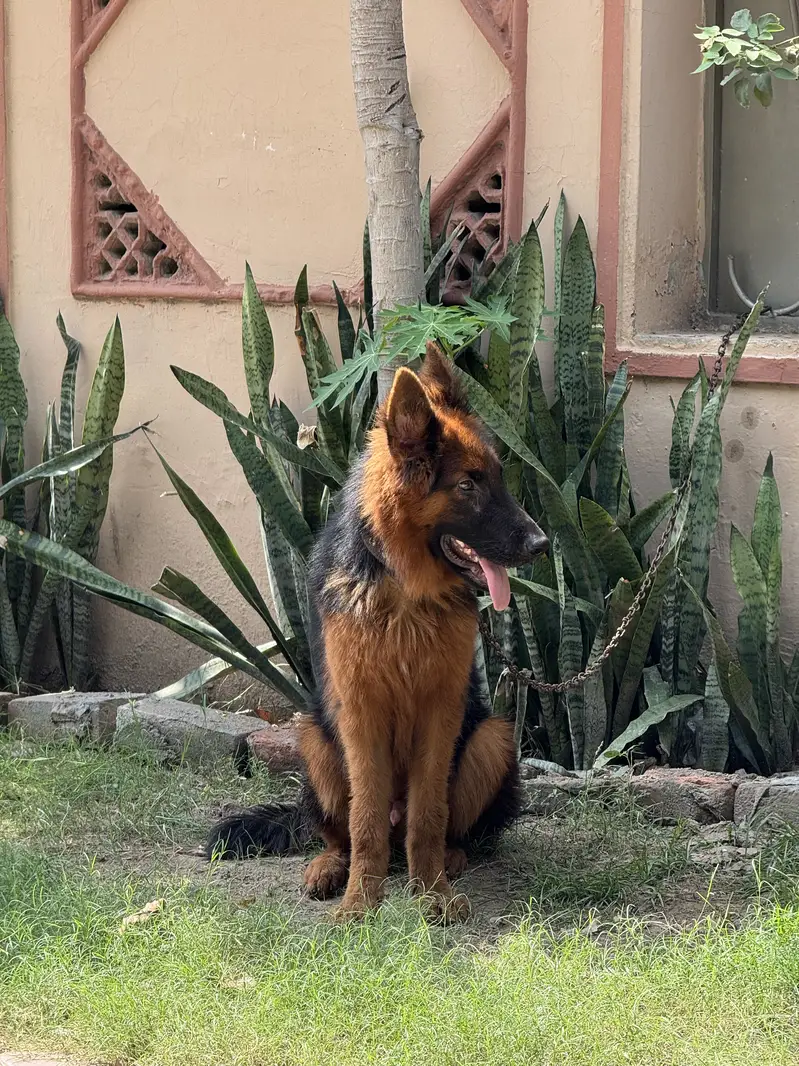 german shepherd — photo 4