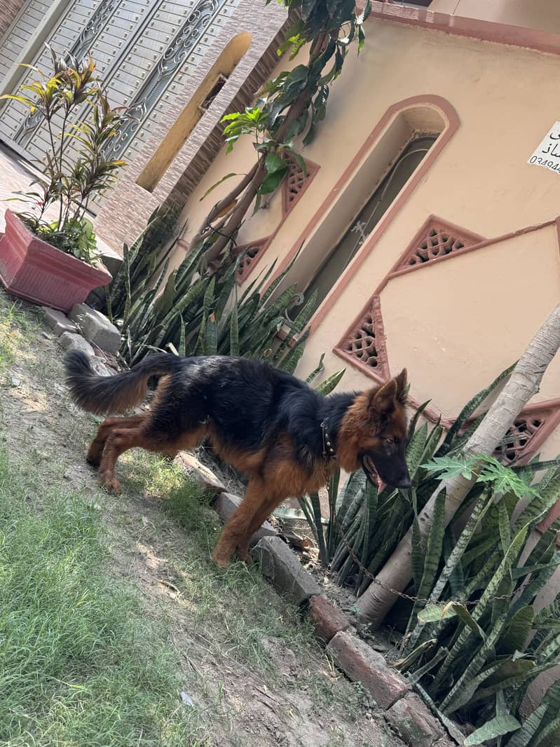 german shepherd 4