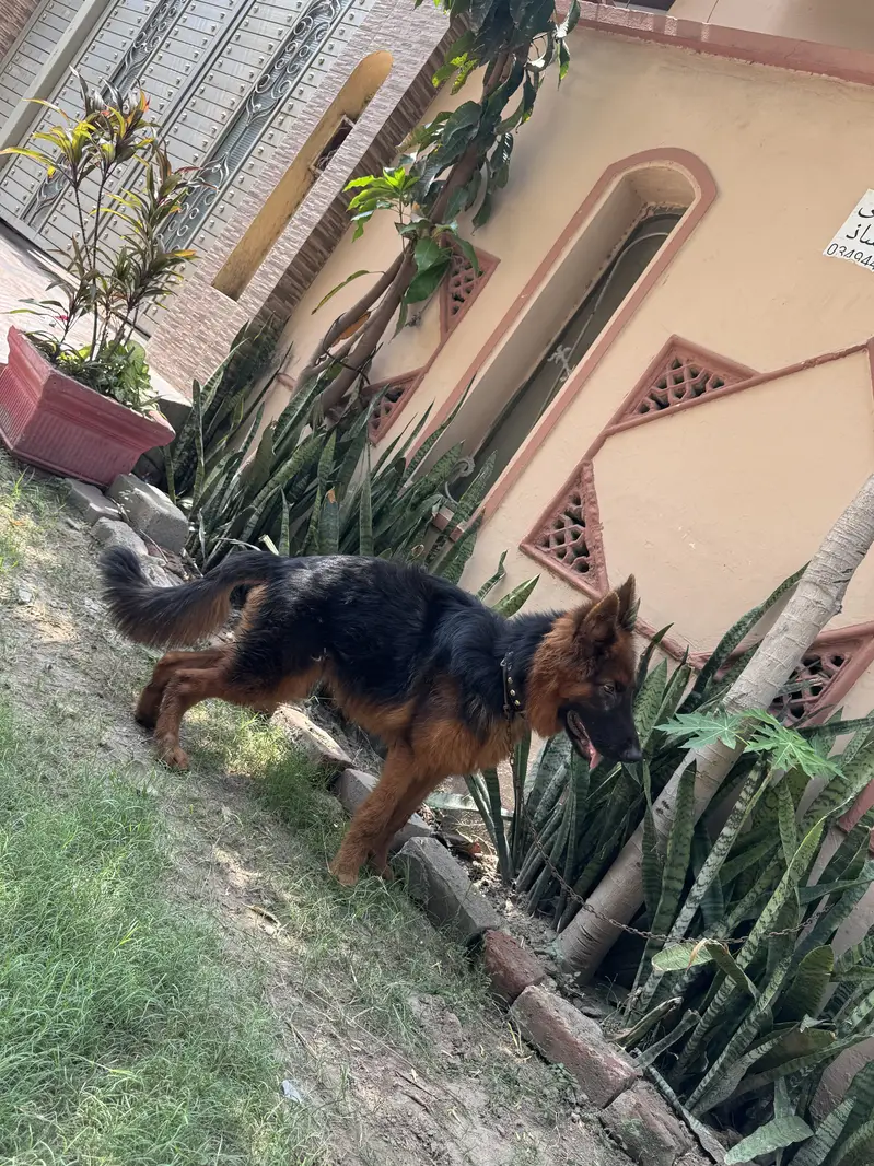 german shepherd — photo 5