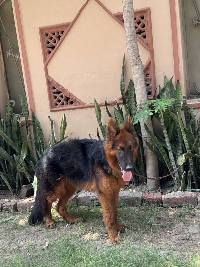 german shepherd 5