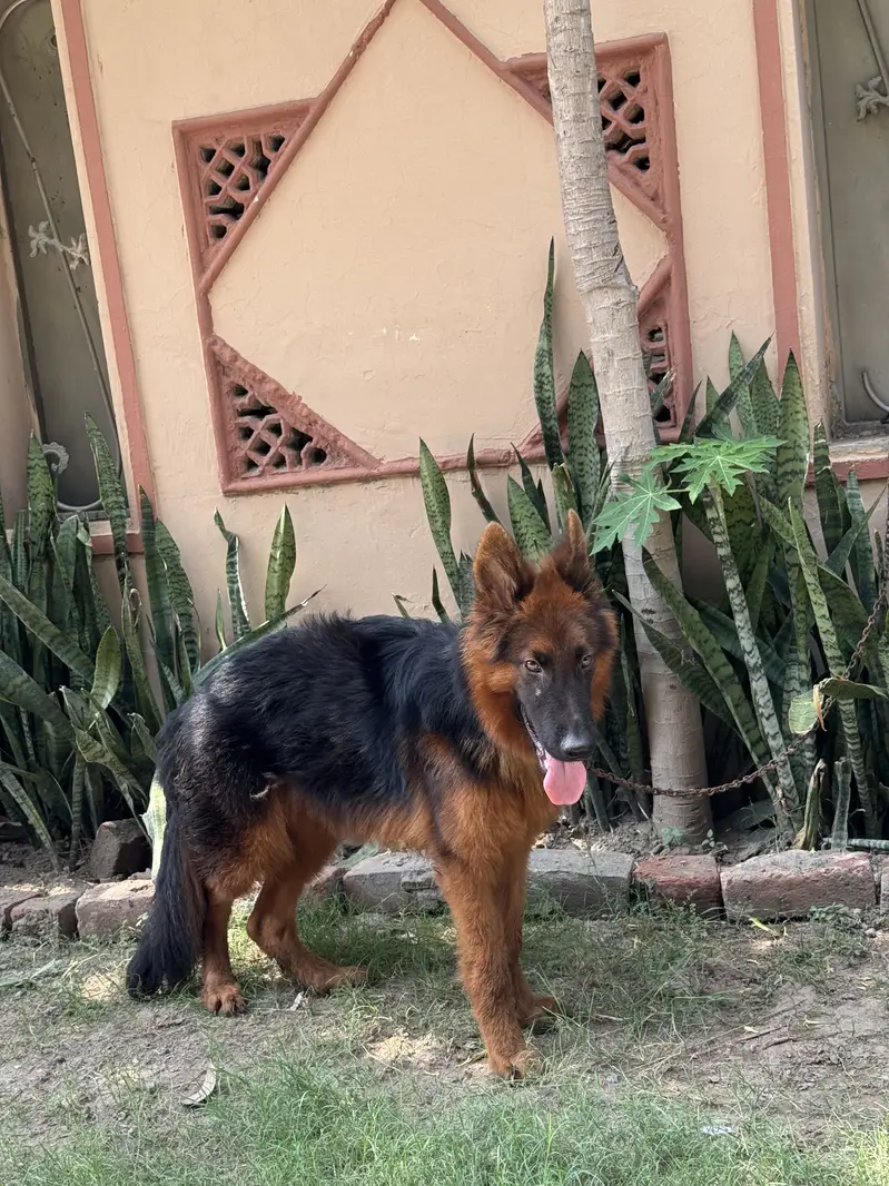 german shepherd — photo 6
