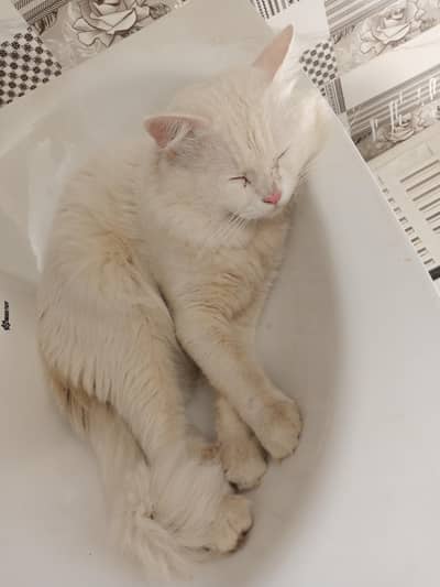 Persian breeder male cat 5000.03103290905