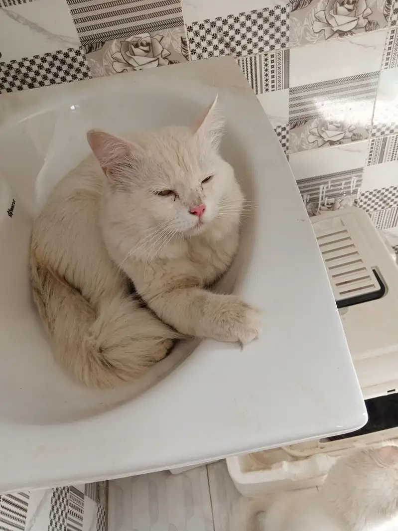 Persian breeder male cat price 5k   03103290905 — photo 2