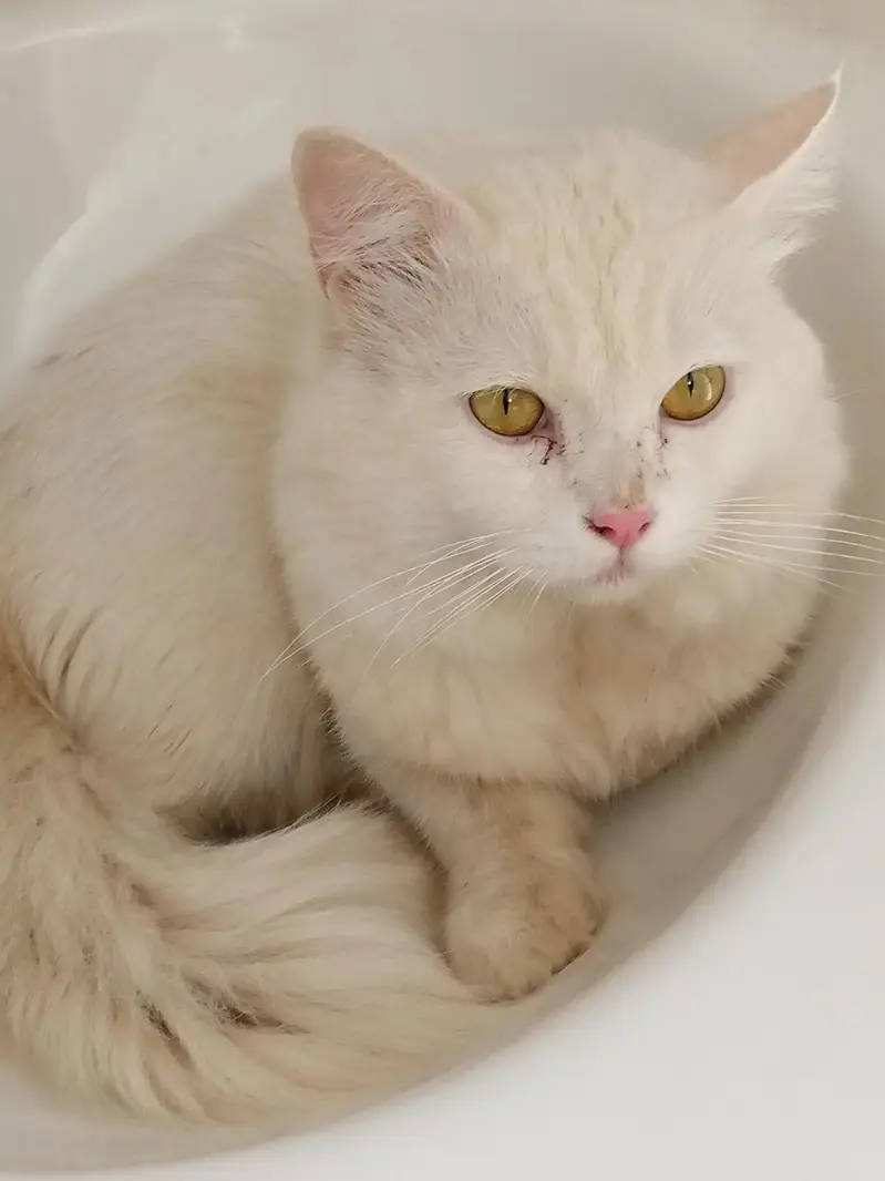 Persian breeder male cat price 5k   03103290905 — photo 3