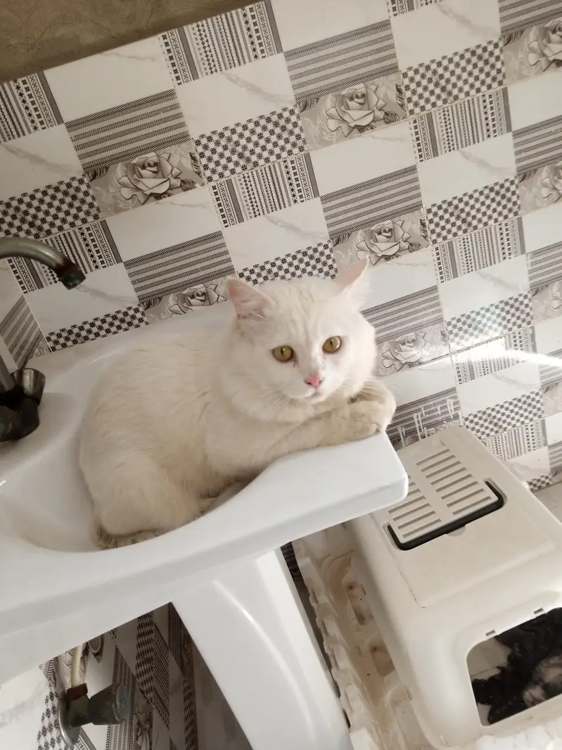 Persian breeder male cat price 5k   03103290905 — photo 4