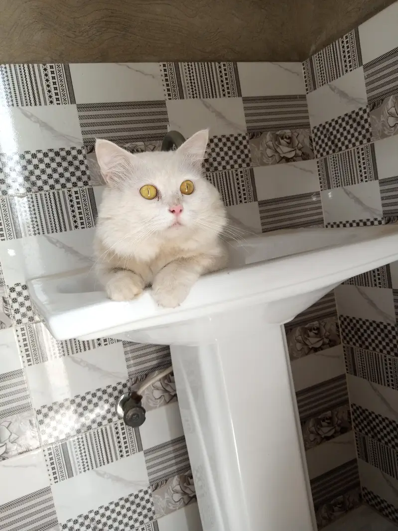 Persian breeder male cat price 5k   03103290905 — photo 5