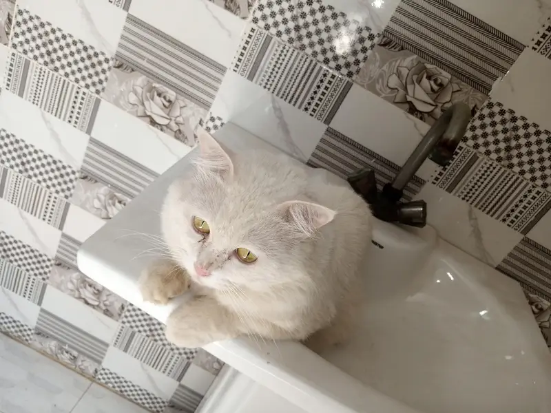 Persian breeder male cat price 5k   03103290905 — photo 6