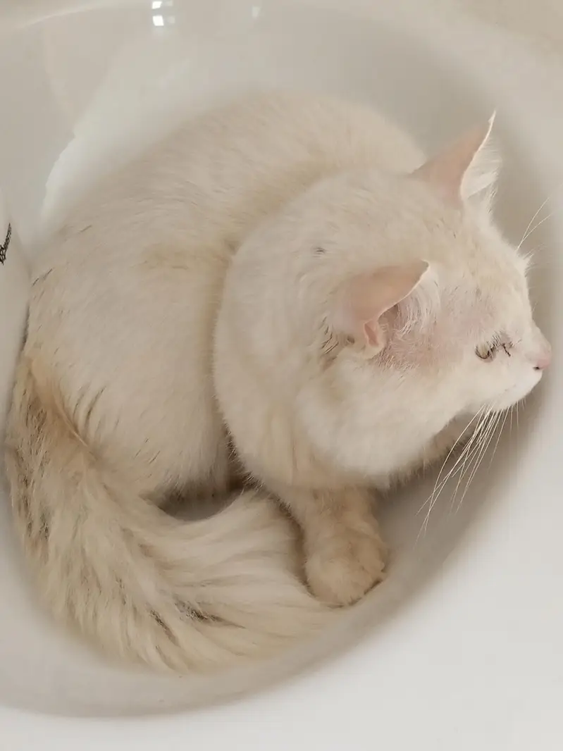 Persian breeder male cat price 5k   03103290905 — photo 7