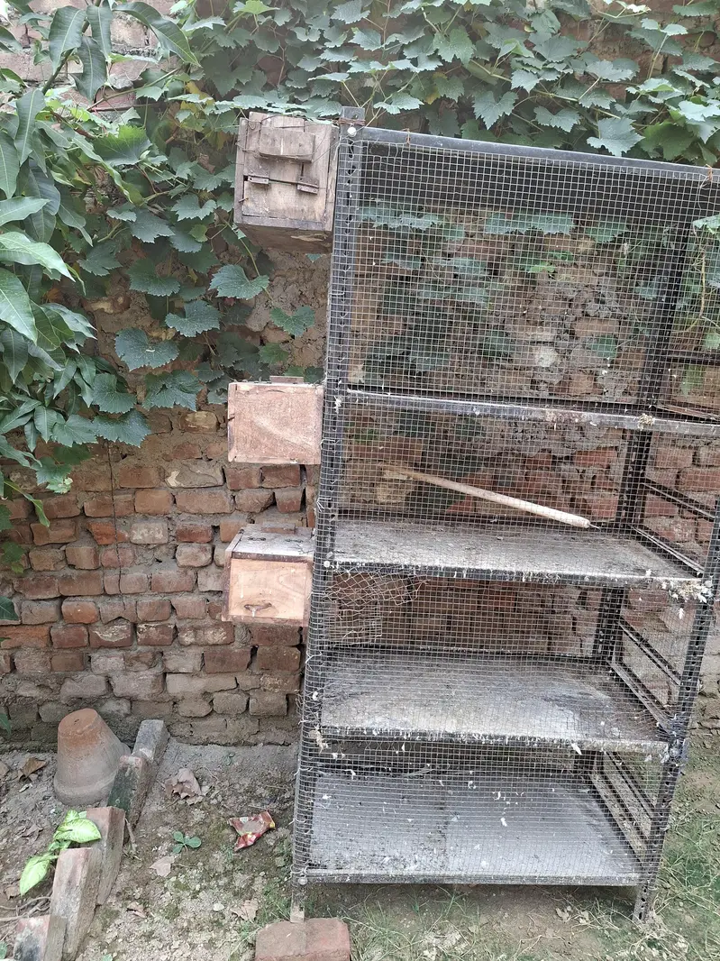 iron cage — photo 2