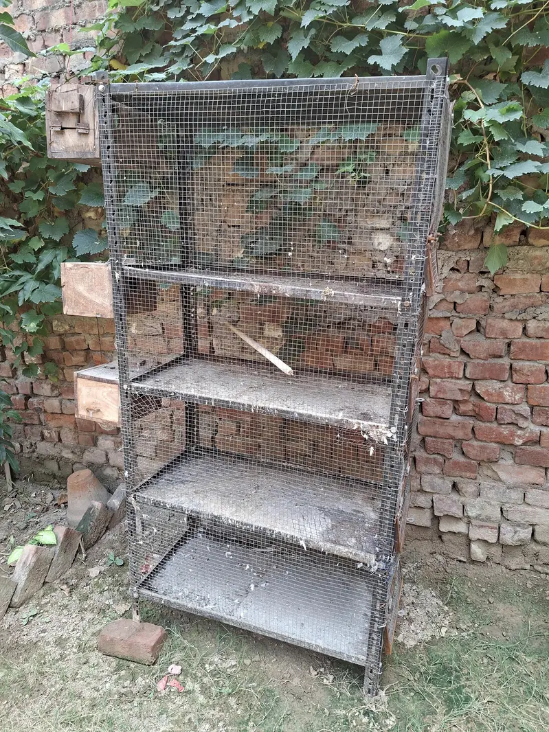 iron cage — photo 3