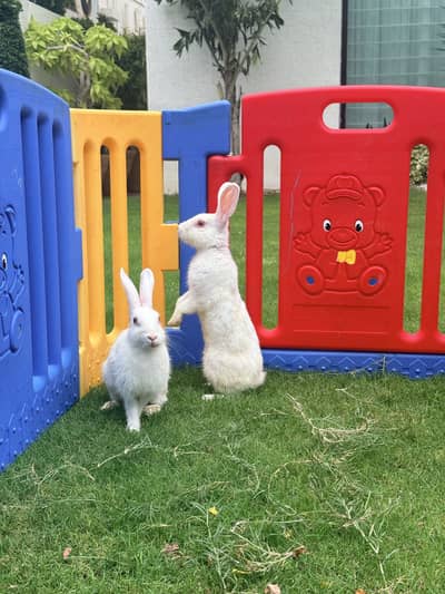 Rabbit