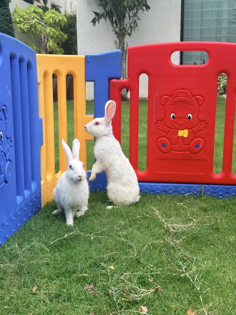 Rabbit 1